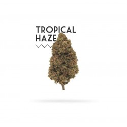 Tropical Haze 5g