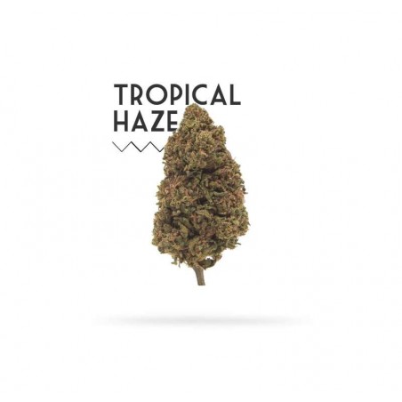 Tropical Haze 5g