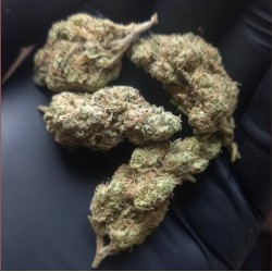 Monster Kush hydro (medium)