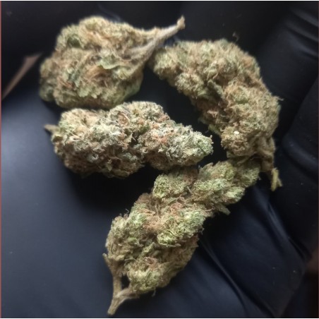 Monster Kush hydro (medium)