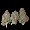 Juicy OG Indoor