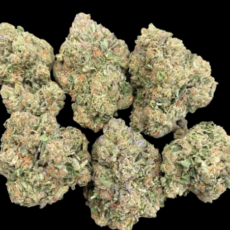 Amnesia Haze hydroponique