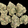 Amnesia Haze hydroponique