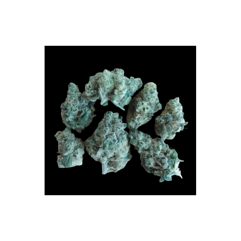 Small NLX hydroponique