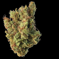 Super Silver Haze Indoor