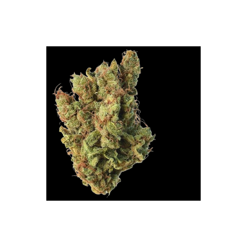 Super Silver Haze Indoor