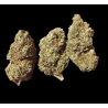 Super Lemon Indoor