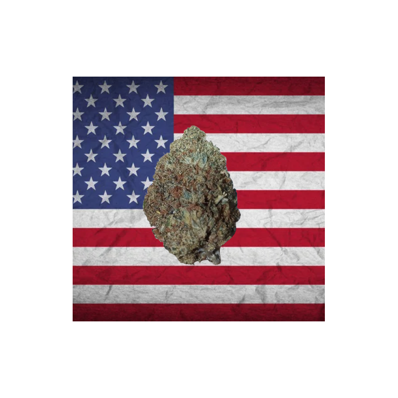 Skywalker hybride US