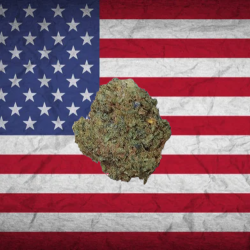 Sour Chem hybride US