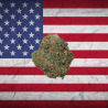 Sour Chem hybride US
