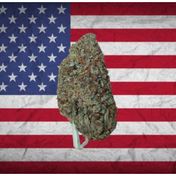 Green Crack hybride US