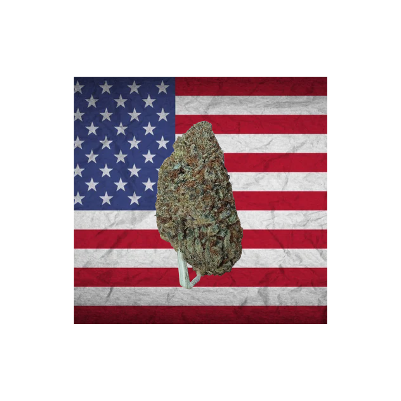 Green Crack hybride US