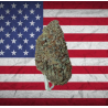 Green Crack hybride US