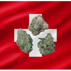 Small/Med Amnésia Hydro CBD