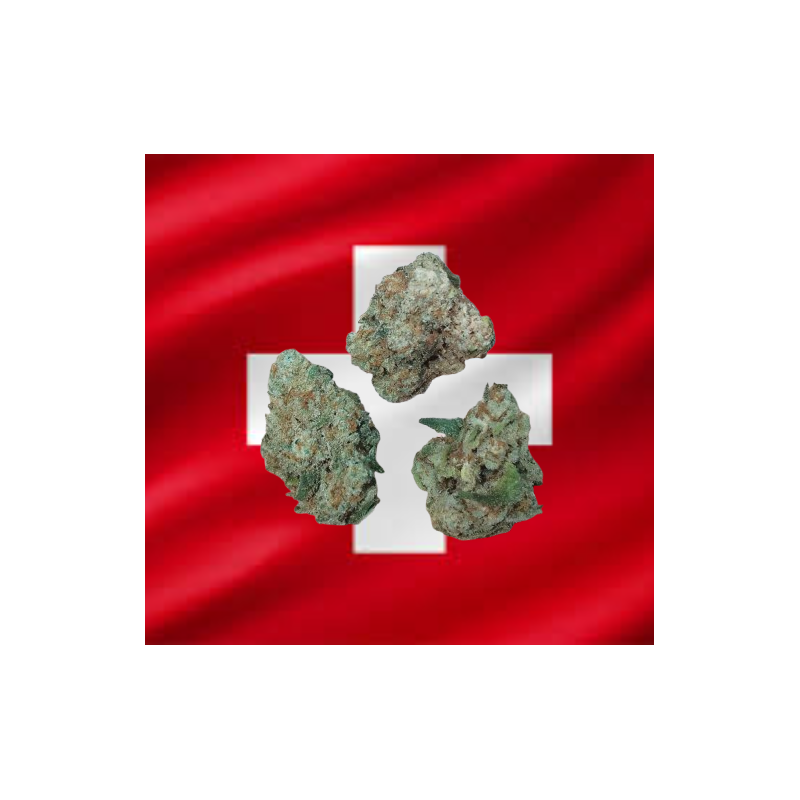 Small/Med Amnésia Hydro CBD
