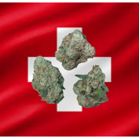 Small/Med Amnésia Hydro CBD