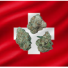 Small/Med Amnésia Hydro CBD