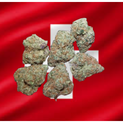 Medium Orange Bud hydro