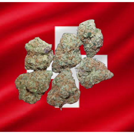 Medium Orange Bud hydro