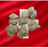 Medium Orange Bud hydro
