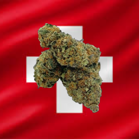 Medium Berry Haze Hydro