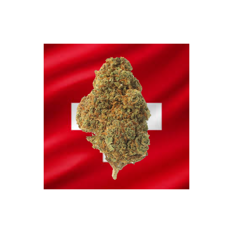 Orange Bud hydroponique