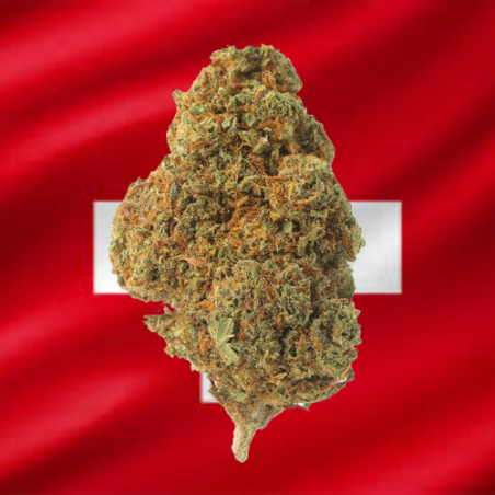 Orange Bud hydroponique