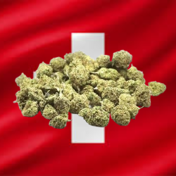 Small California Haze Hydro