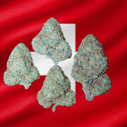 Banana Cream hydroponique