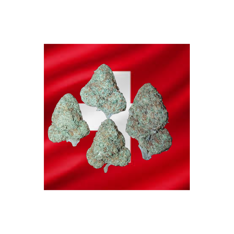 Banana Cream hydroponique