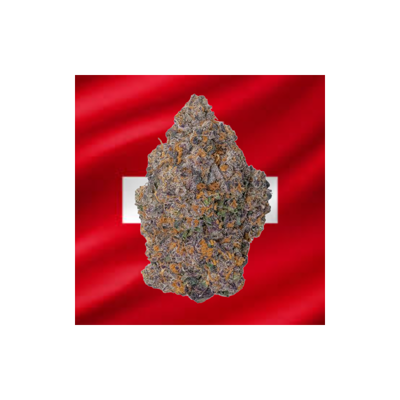 Black Widow Hydroponique