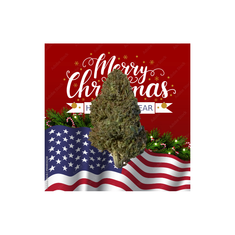 Christmas Mandarine hybride US