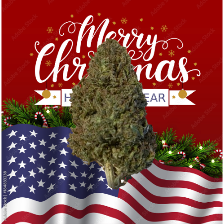 Christmas Mandarine hybride US