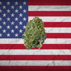 Passion Fruit hybride US