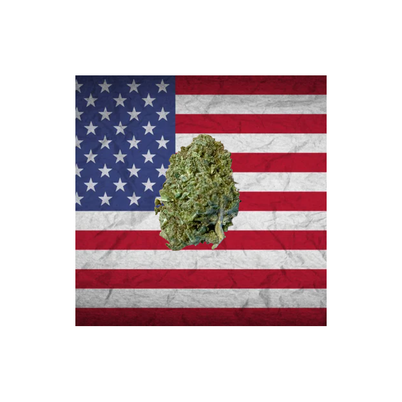 Passion Fruit hybride US