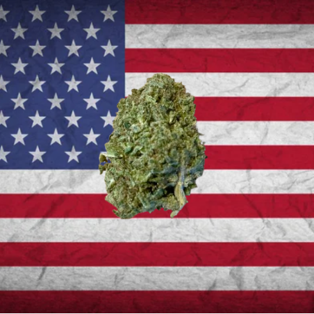 Passion Fruit hybride US