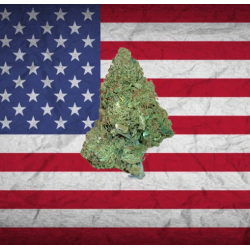 Hawaian Haze hybride US