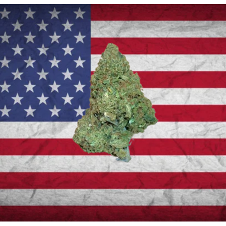 Hawaian Haze hybride US