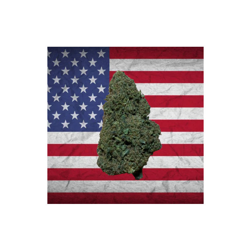 Sour Lifter hybride US