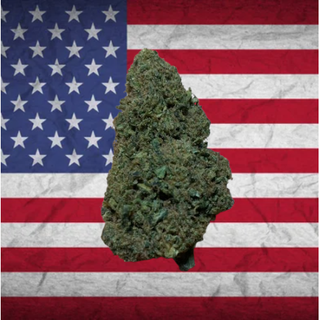 Sour Lifter hybride US