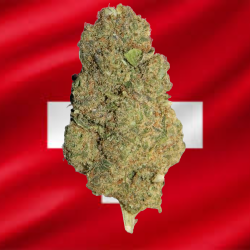 Plutonium Hydroponique