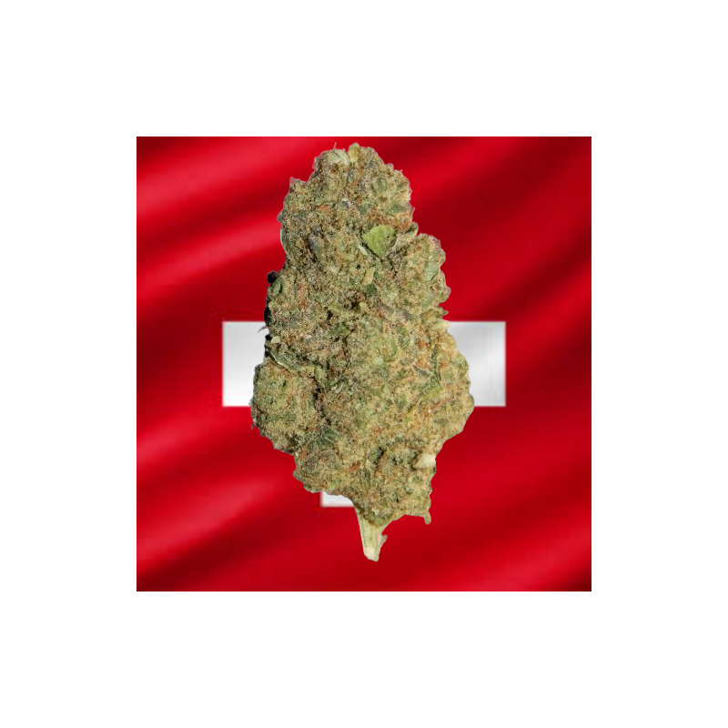 Plutonium Hydroponique