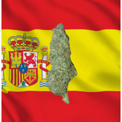 Platinium hydroponique