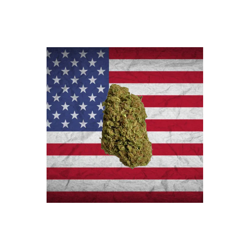 Amnesia core-cut US CBD