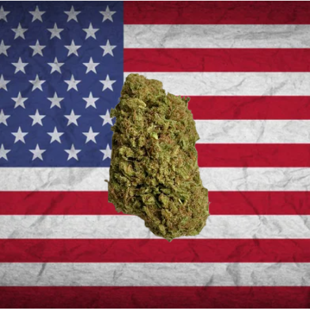 Amnesia core-cut US CBD