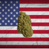 Amnesia core-cut US CBD