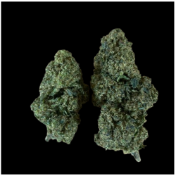 Cookie Cream H10 20%