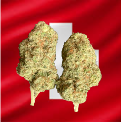 Malabar hydroponique