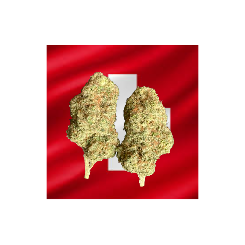 Malabar hydroponique