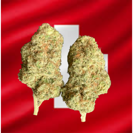 Malabar hydroponique